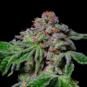 Sour Aloha > Pure Instinto